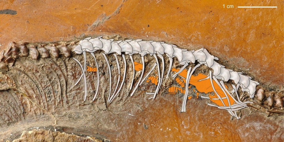 Cobras apresentaram extraordinária evolução em 100 milhões de anos