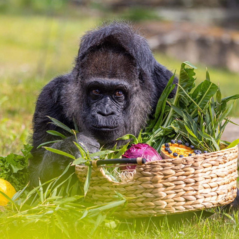 Fatou costuma ser presenteada com banquetes de aniversário condizentes com sua dieta alimentar dentro do zoológico — Foto: Divulgação/Guinness World Records, Berlin Zoo