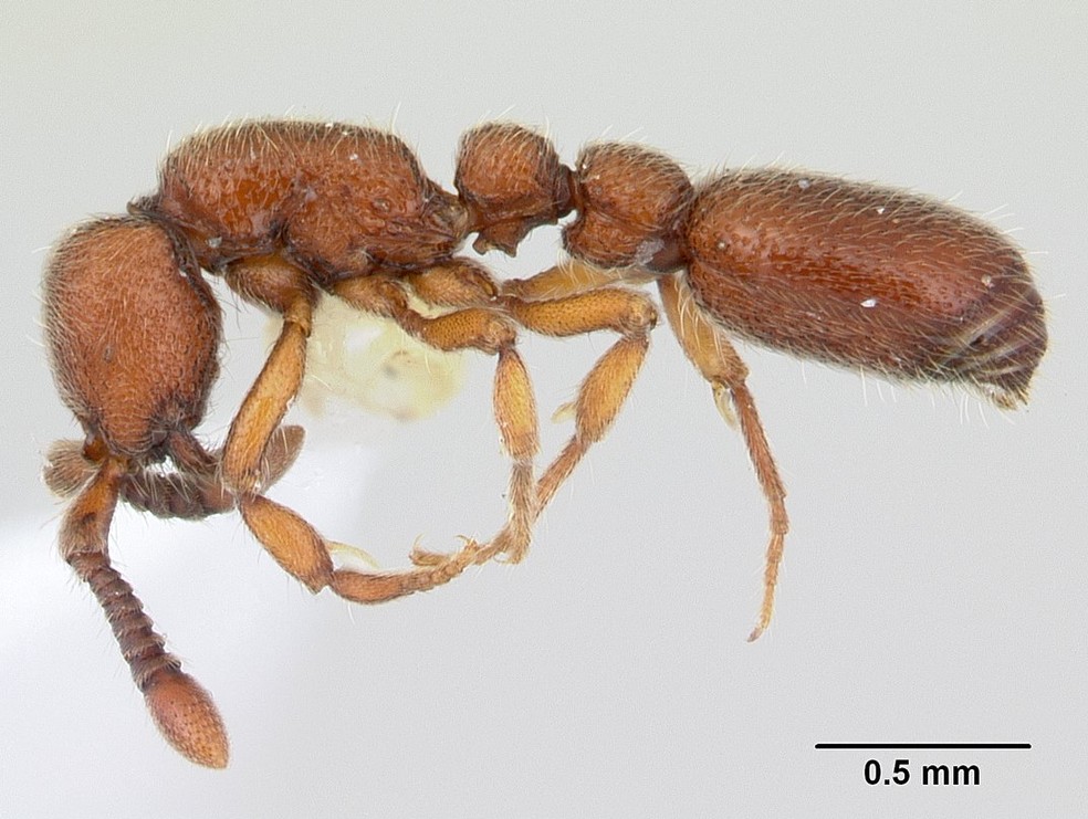 As formigas-biroi são uma espécie de formiga originária do Japão e de Taiwan cuja repodução ocorre sem fecundação — Foto: Wikimedia Commons