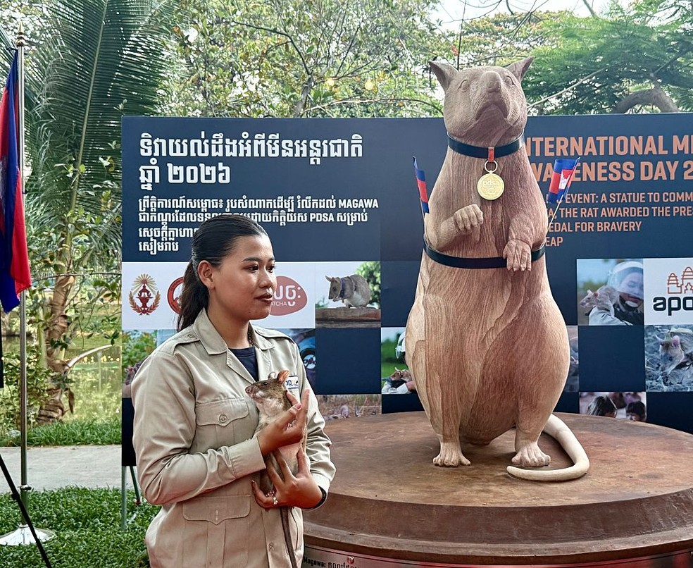 Para marcar o Dia Internacional da Conscientização sobre Minas Terrestres (4 de abril), um monumento em homenagem a Magawa, o rato detector de minas mais famoso do mundo, foi inaugurado em Siem Reap, Camboja — Foto: Carola Frentzen/Getty Images