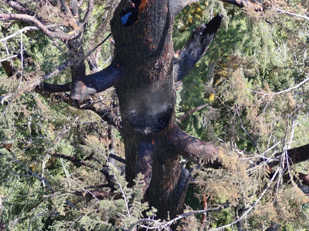 Foto mostra detalhe do tronco chamuscado pelo fogo — Foto: Coos FPA