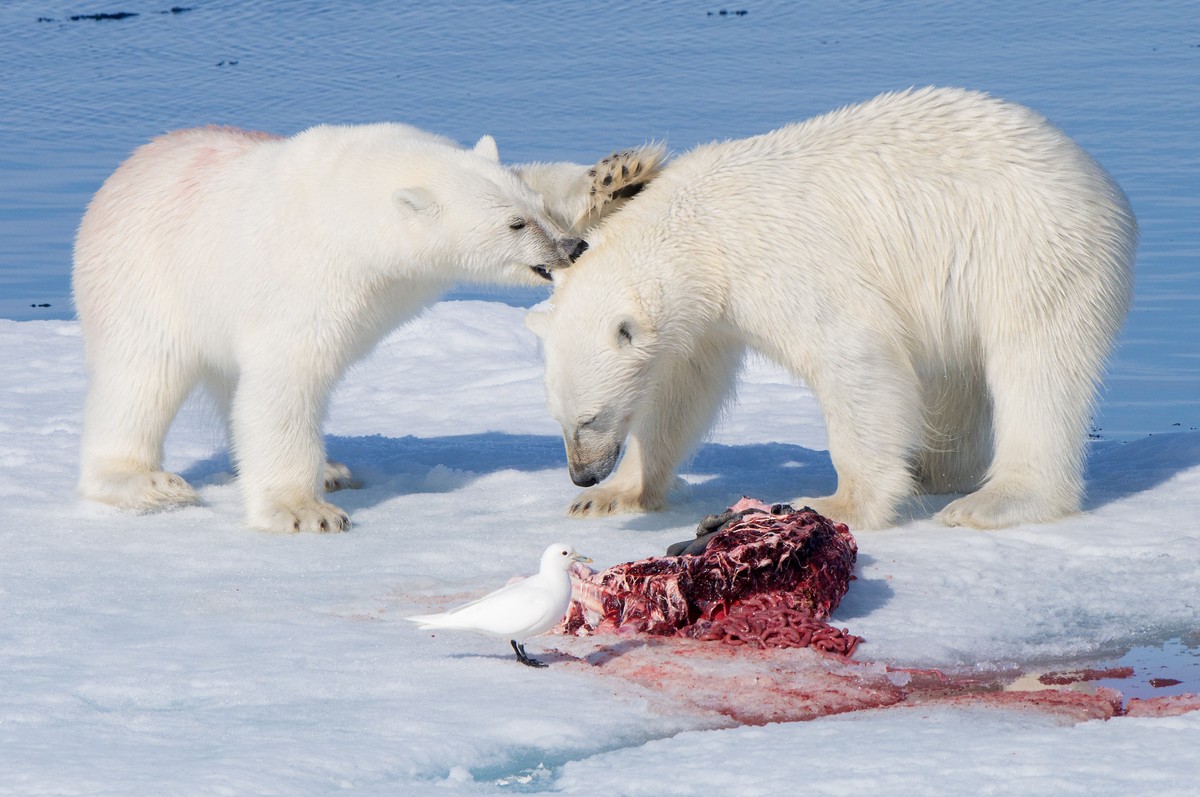 Como as sobras deixadas por ursos polares sustentam a vida no Ártico