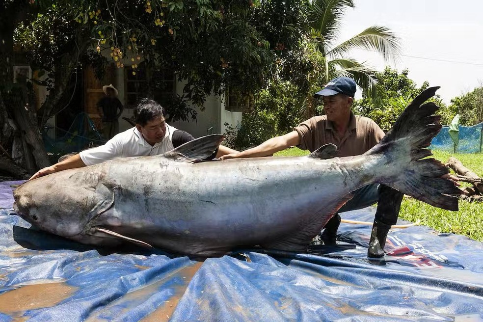 Este peixe-gato gigante do Mekong de 646 libras foi capturado em 2005 — Foto: Suthep Kritsanavarin
