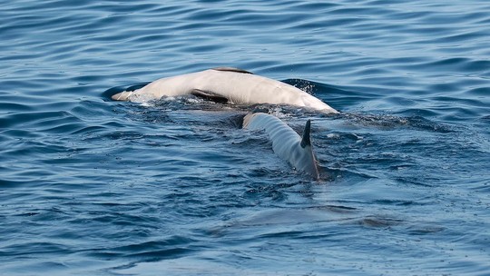 Pela 1ª vez, cientistas observam comportamento de luto em espécie de baleia