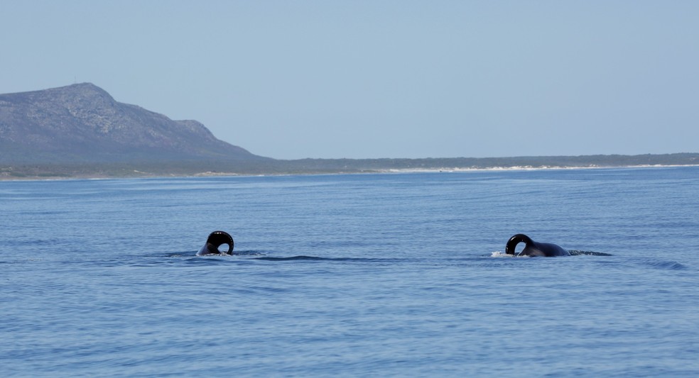 A dupla de orcas responsável pelo massacre de tubarões  — Foto: Marine Dynamics/Reprodução/Facebook