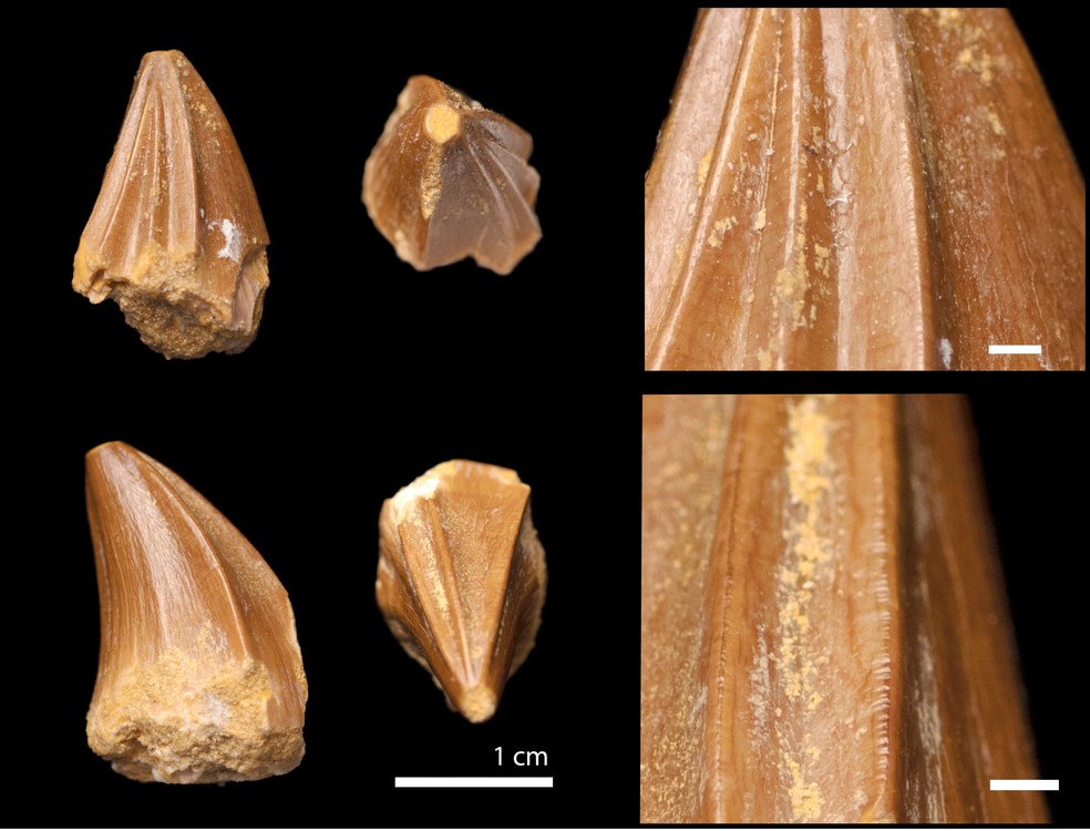 Acredita-se que os dentes em formatos de chave de fenda serviam para uma alimentação especializada — Foto: Reprodução/Fossils 