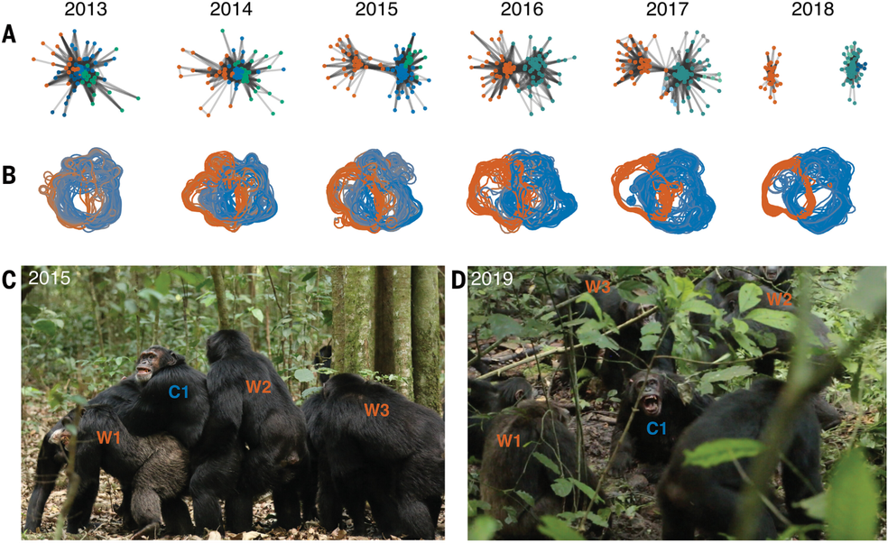 Além das fotografias demarcando os dois grupos de chimpanzés nas fotos, é possível ver gráficos representando tanto as redes sociais de indivíduos (A) quanto o uso do território por eles (B) — Foto: Aaron A. Sandel/Science