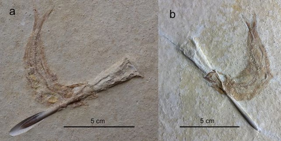Fósseis revelam múltiplos exemplares de Tharsis com belemnites impactadas em suas cavidades bucais — Foto: Ebert & Kölbl-Ebert, Sci. Rep. , 2025