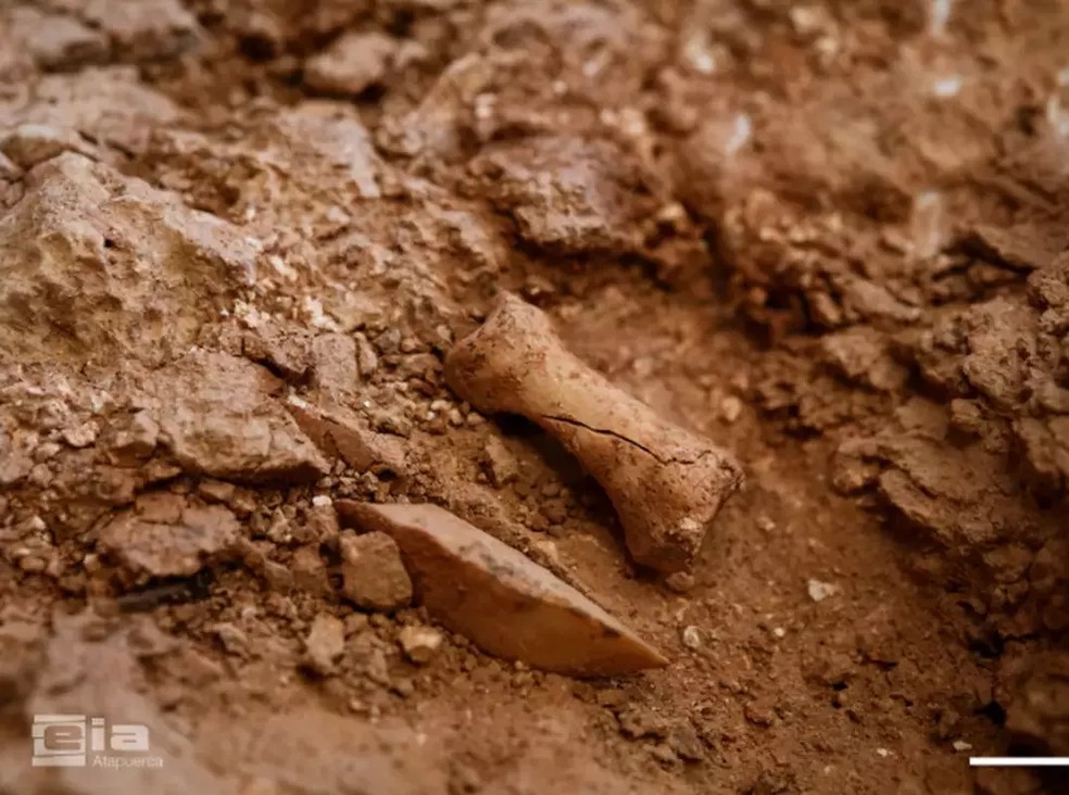 A foto acima mostra a primeira falange de um polegar de Homo antecessor preservada após mais de 850 mil anos — Foto: Maria D. Guillén/IPHES-CERCA