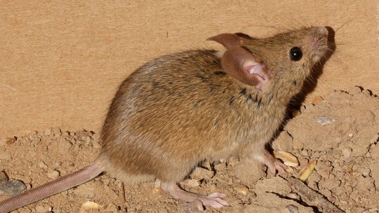 Cientistas criam camundongos com cérebros híbridos de rato; entenda