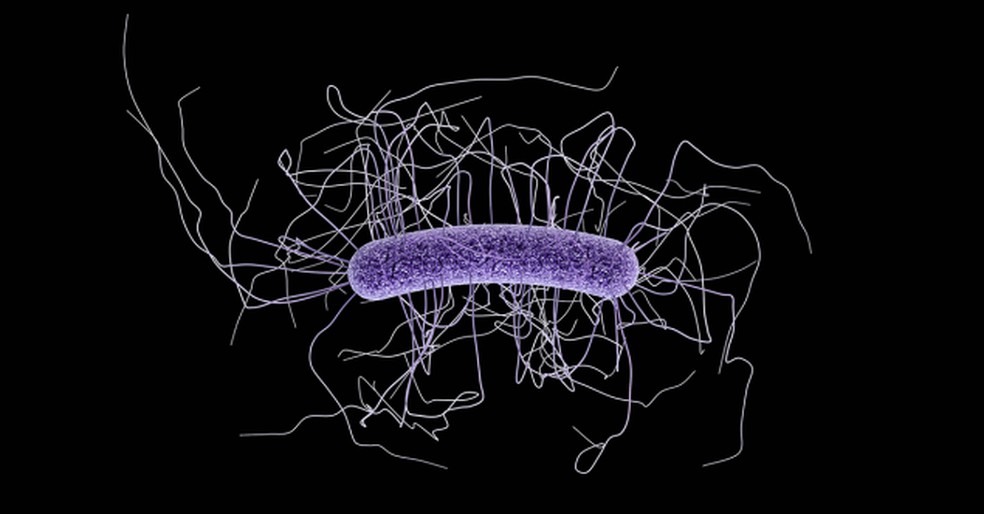 Bactéria Clostridioides Difficile, cuja maioria dos casos de infecção ocorre enquanto você está tomando antibióticos ou pouco depois de terminar de tomar antibióticos — Foto: CDC