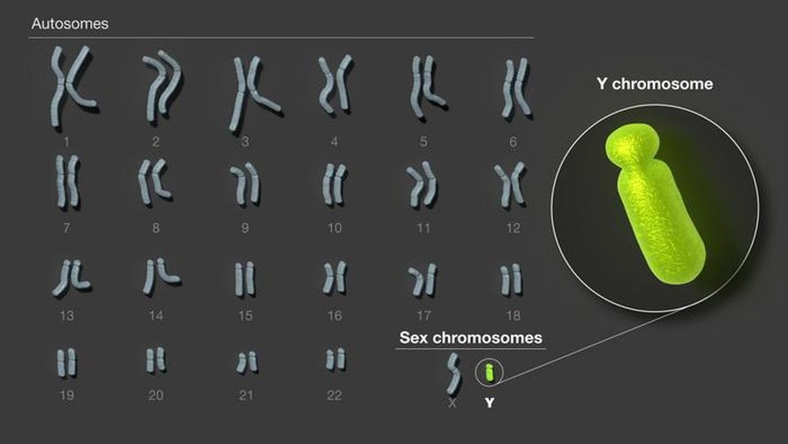O cromossomo Y é o último dos 24 cromossomos humanos a ser completamente sequenciado