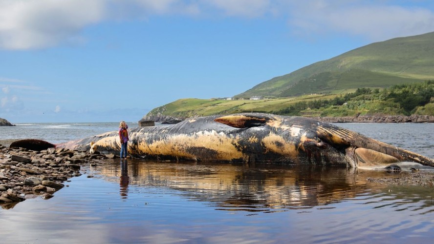 Baleia de 19 metros estava morta há três semanas quando surgiu em praia irlandesa