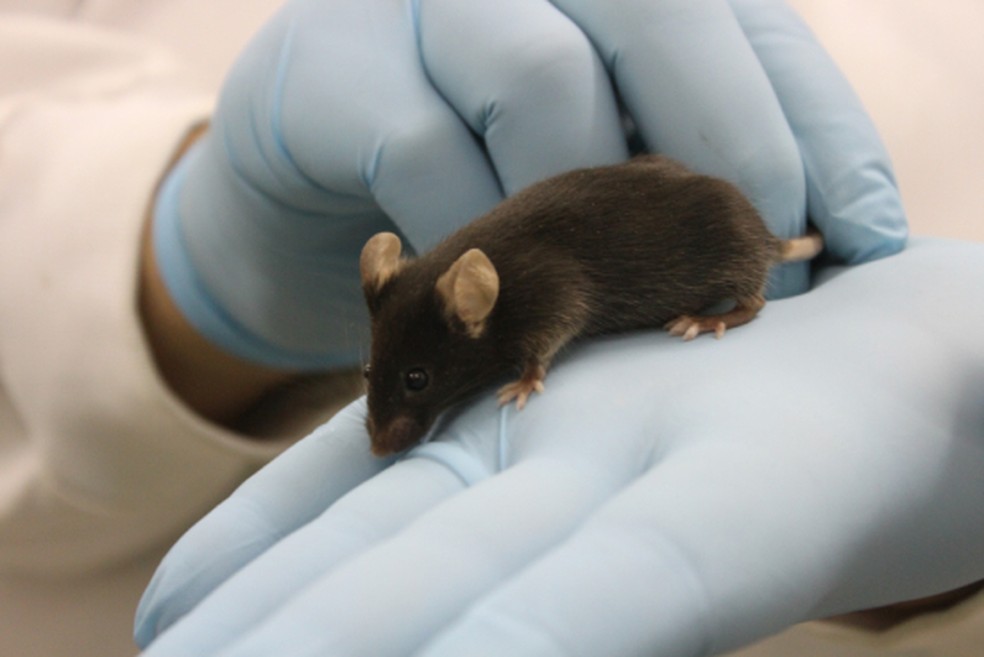  Instituto de Ciência e Tecnologia em Biomodelos