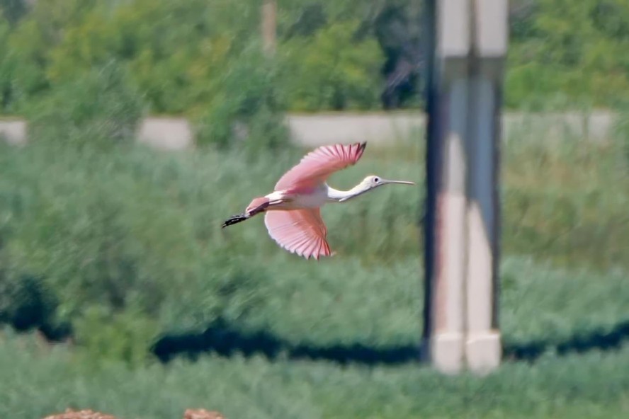 Raro pássaro colhereiro-rosado avistado após 178 anos em Wisconsin, nos EUA