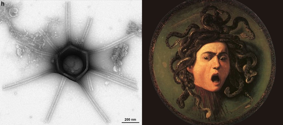 Vírus de 410 nm de diâmetro encontrado em floresta americana lembra uma Medusa — Foto: Blanchard et al./bioRxiv; domínio público