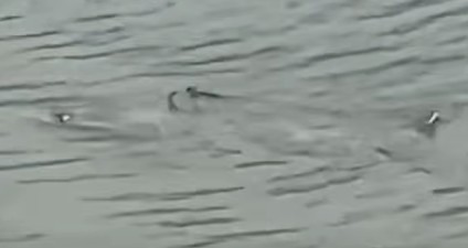 Tubarão é visto nadando em enchente nos EUA após tempestade