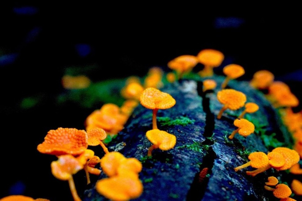A imagem de um fungo invasor de poros de laranja foi a vencedora geral da competição — Foto: Cornelia Sattler