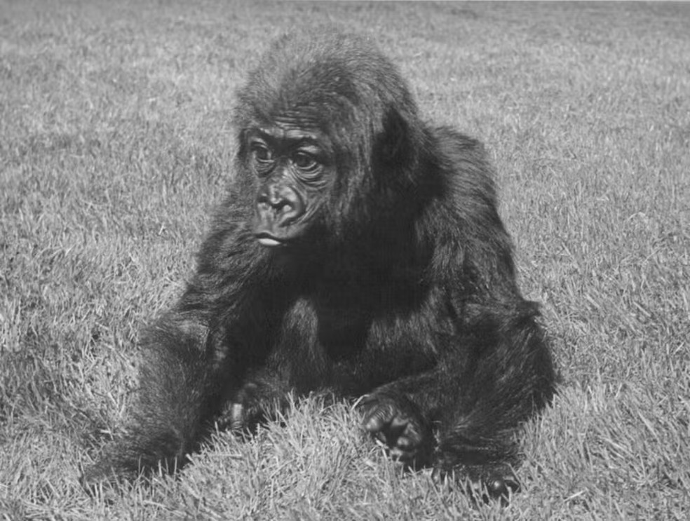 Registro de Fatou bebê pouco tempo depois de sua chegada ao Zoológico de Berlim — Foto: Divulgação/Guinness World Records, Berlin Zoo