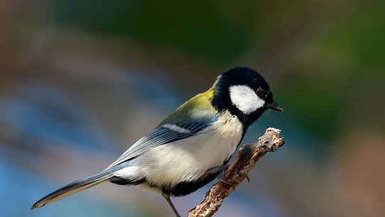 Esta ave do Japão faz gesto "educado" para dar licença a outros pássaros