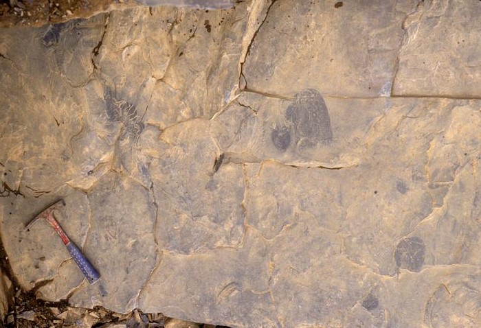 Imagens de campo de espécimes de água-viva Burgessomedusa phasmiformis (no meio à direita) e do predador artrópode Anomalocaris canadensis preservado na mesma superfície rochosa — Foto: Desmond Collins/Museu Real de Ontário
