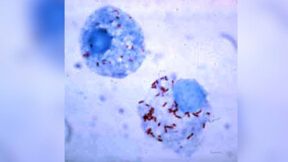 A bactéria da febre maculosa, Rickettsia rickettsii — Foto: Wikimedia Commons 