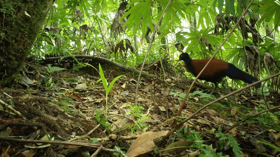 O pombo-faisão-de-nuca-preta — Foto: Doka Nason/American Bird Conservancy