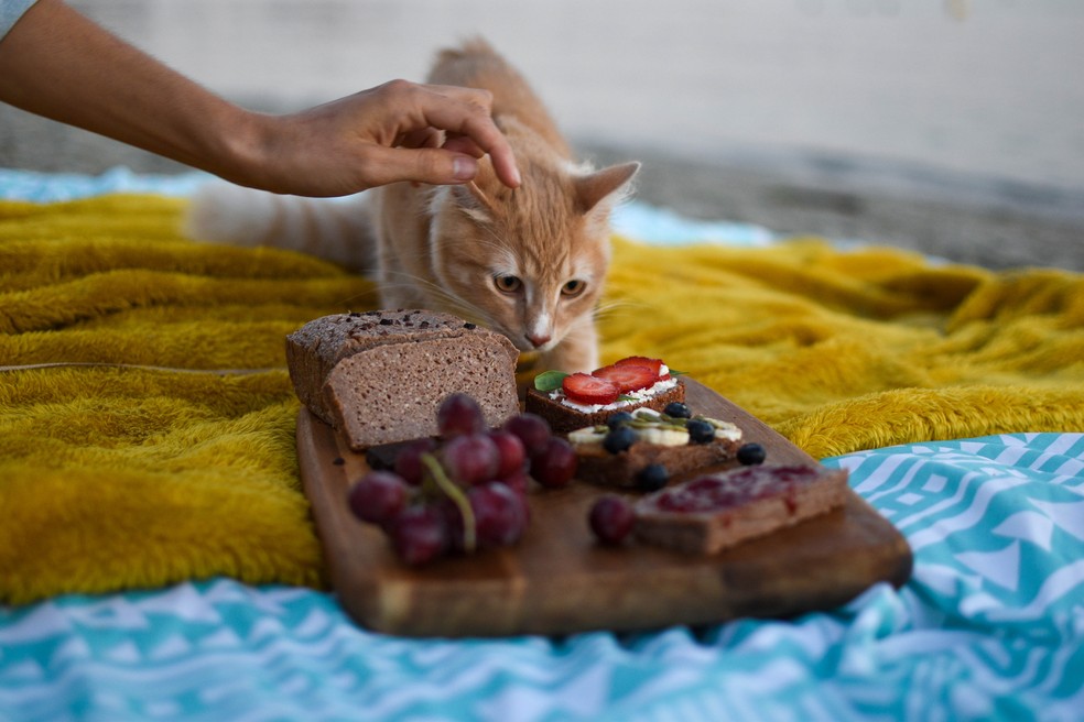 Os gatos usam muitas ferramentas e truques para fazer você entregar o que eles querem — Foto: Anna Tello