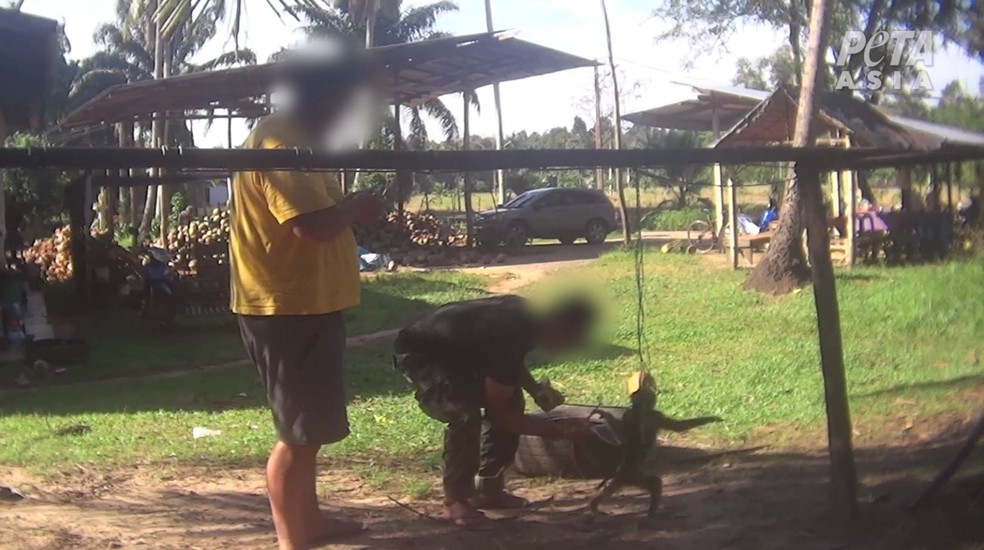  Imagens investigativas mostram um treinador golpeando um macaco, pendurando-o pelo pescoço e depois chicoteando-o com corda — Foto: Peta