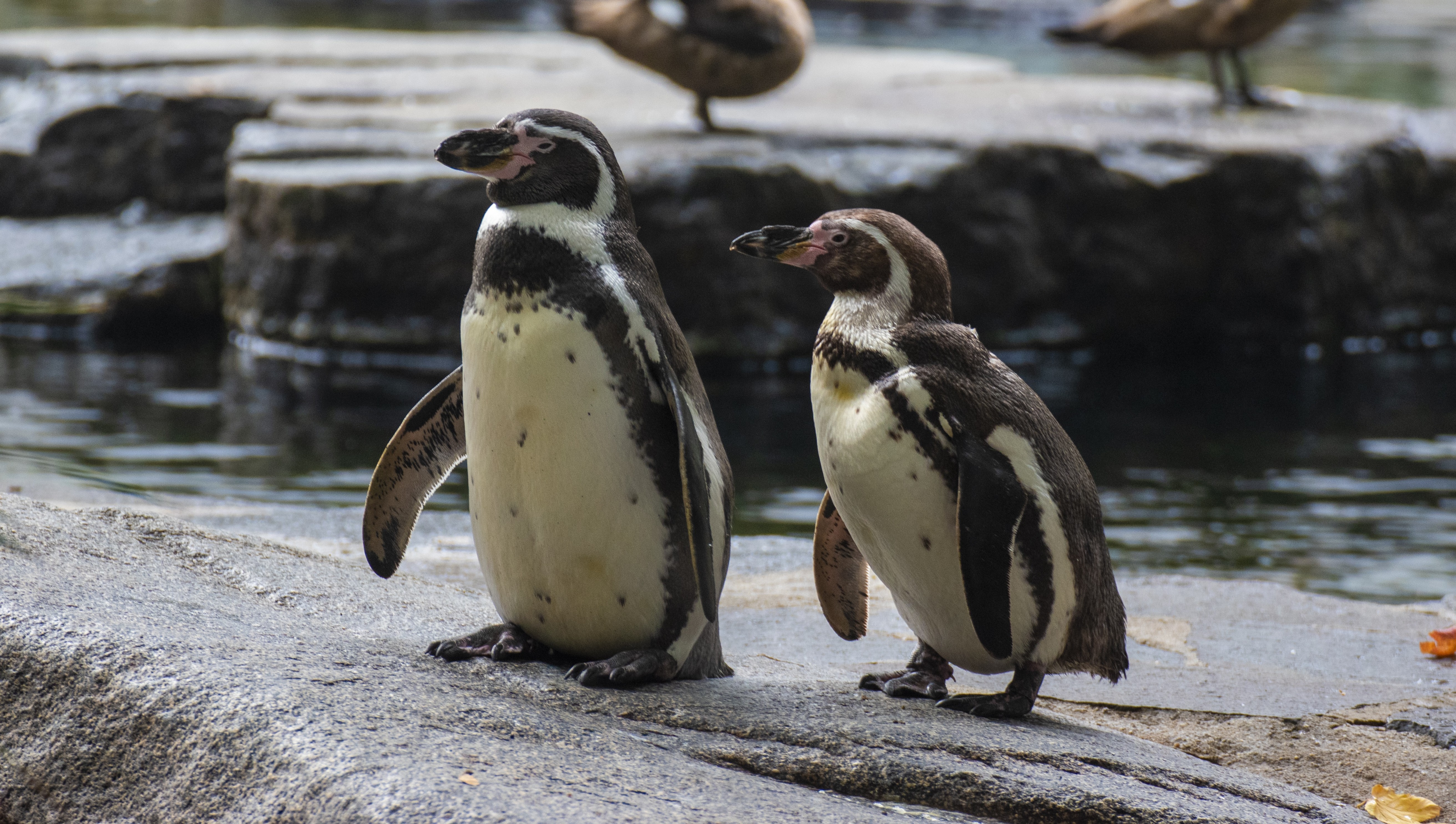 Pinguim-de-Humboldt usando colete de fibra com cobre e zinco durante tratamento no Chile