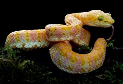 Descobertas cinco novas espécies de belíssimas cobras-de-pestana