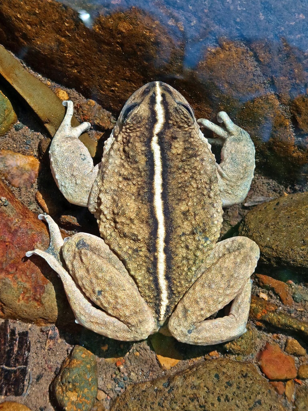 A faixa encontrada em machos de Alsodes vittatus — Foto: Edvin Riveros