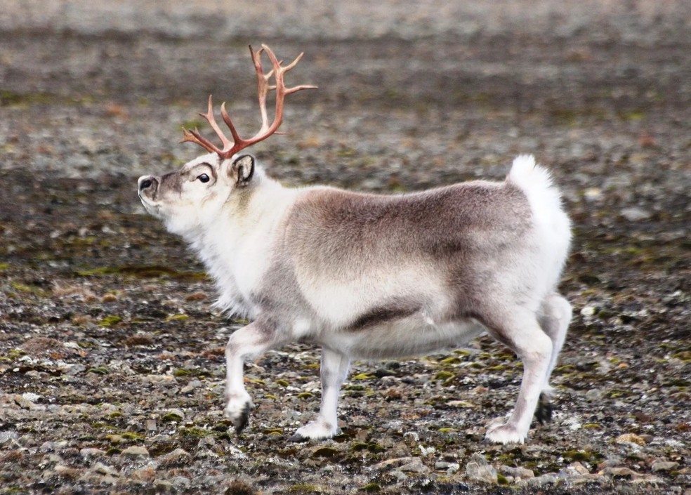 Svalbard tem 1,5 a 1,6 metros de comprimento e vive em clima frio — Foto: Animalia/ Bjoertvedt