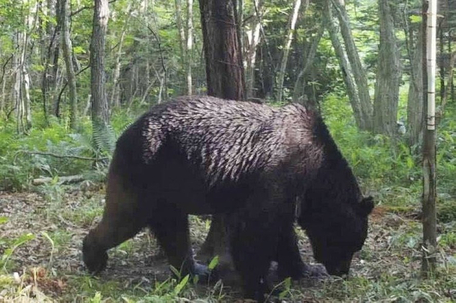 Urso-pardo que exterminou 66 vacas em 3 anos
