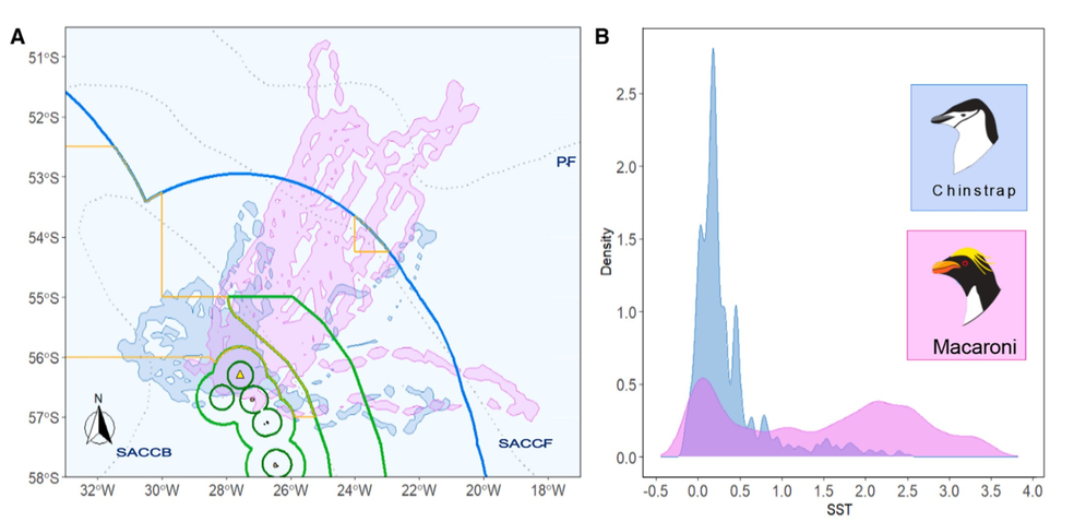 Distribuição em alto mar de pinguins marcados com rastreadores via satélite — Foto: Current Biology