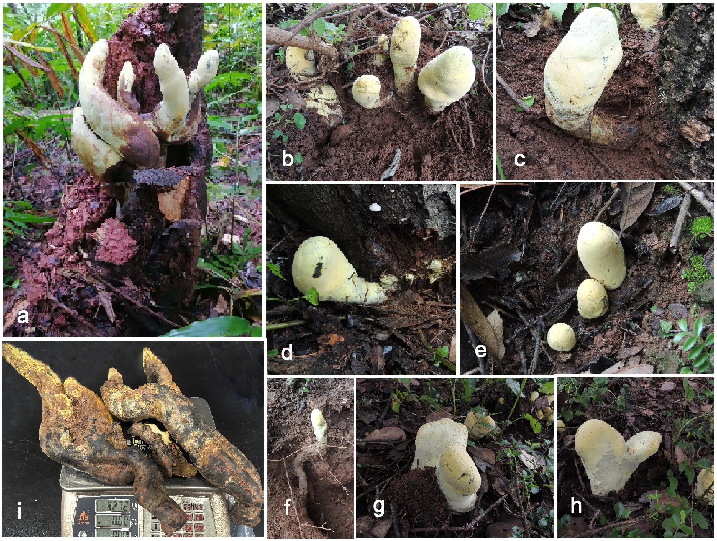 Fungo gigante descoberto na China surgiu logo após extinção dos dinossauros