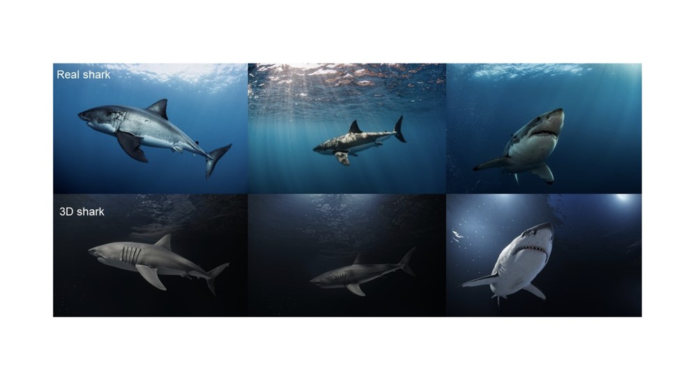 Comparações lado a lado de tubarões brancos da vida real (topo) e dos modelos em 3D  — Foto:  Johnson Martins