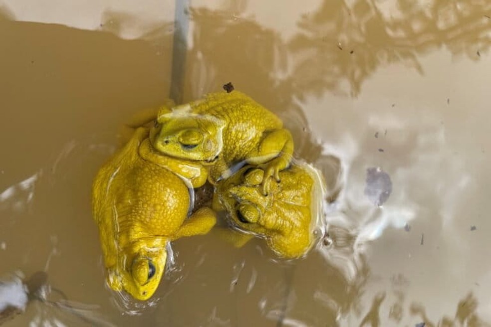  Susanne Stückler e Doris Preininger