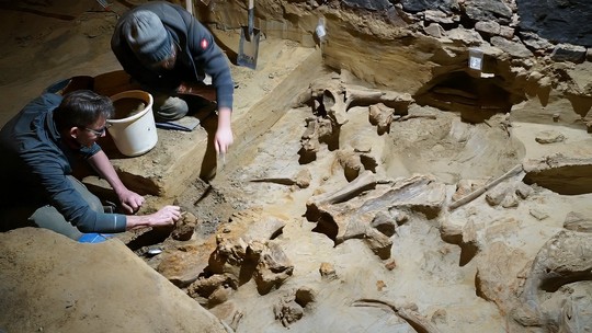 Ossos de mamute de 40 mil anos são encontrados em adega na Áustria