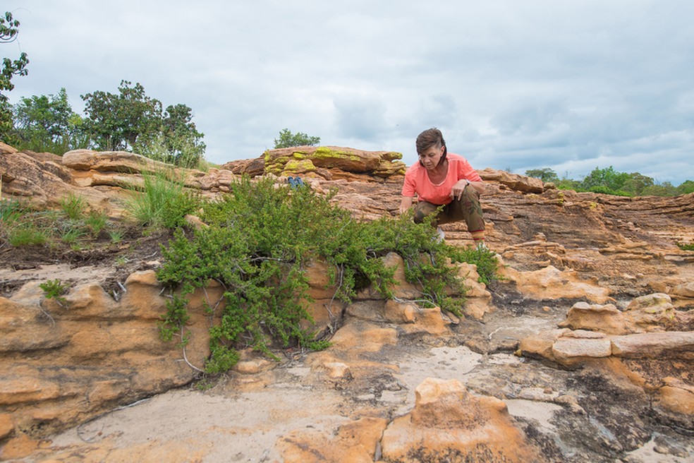 Professora Jill Farrant e a planta Myrothamnus flabellifolia em plena floração — Foto: University of Cape Town
