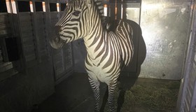 Zebra é capturada após vagar por quase 6 dias nos EUA (e gerar memes)