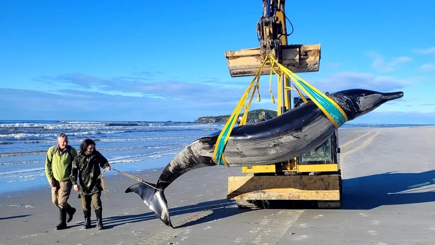 Baleia mais rara do mundo é encontrada morta em praia da Nova Zelândia - Foto: New Zealand Department of Conservation