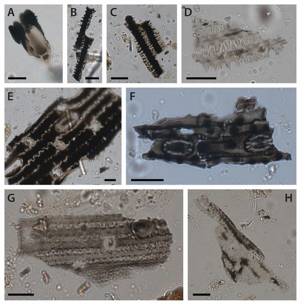 Imagens microscópicas de fitólitos de grama queimada da Caverna Cloggs. A maioria das imagens mostra fitólitos de inflorescências e folhas de gramíneas — Foto: Grono, David, Mullett, Stevenson, Petchey, Delannoy, McDowell, Miller, Morley, Fresløv, Jenkin e GunaiKurnai Land and Waters Aboriginal Corporation
