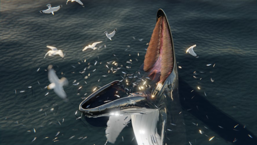 alimentação de uma armadilha de baleia jubarte