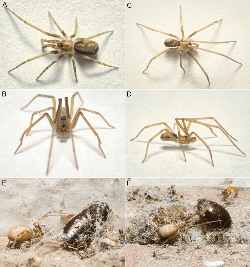 Item A: P. floydmuraria fêmea; itens B, C e D: P. floydmuraria macho; itens E e F: P. floydmuraria fêmea juvenil, de Tolima, atacando uma barata na teia — Foto: Julio C. González-Gomez