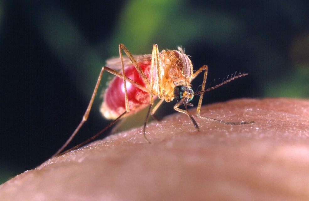 Imagem de um mosquito do gênero Culex após de alimentar — Foto: James Gathany, William Brogdon, USCDCP via Pixinio