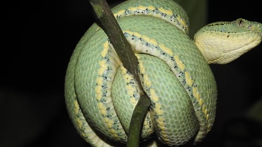 O desafio de coletar serpentes vivas nas regiões remotas da Amazônia