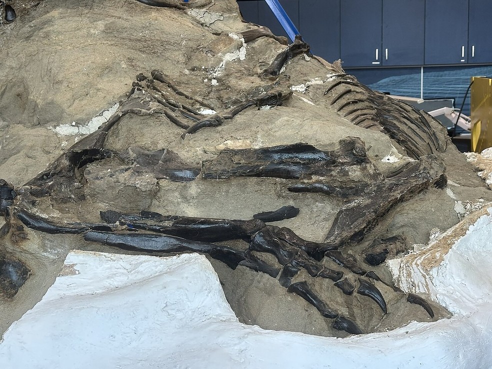 Garras traseiras do Nanotyrannus sp. na exposição — Foto: Wikimedia Commons
