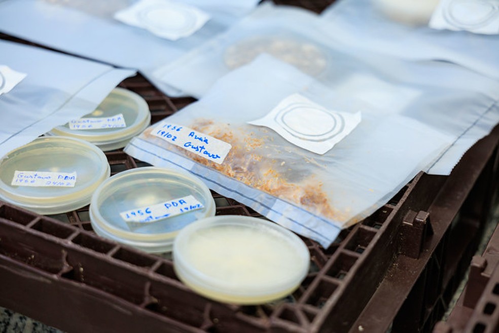 As matérias-primas sólidas utilizadas, bem como os fungos, são todos de origem amazônica — Foto: Igor Alisson/Inova Unicamp