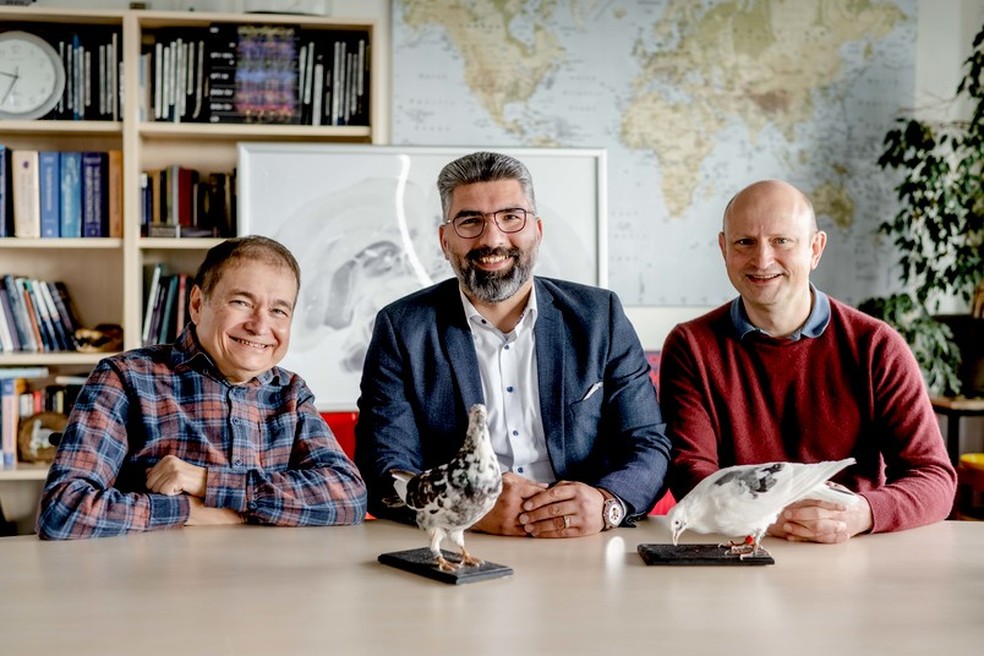 ( da esquerda para direita) Onur Güntürkün, Mehdi Behroozi and Xavier Helluy do time da Universidade  de Bochum, junto de dois pombos — Foto: RUB, Marquard